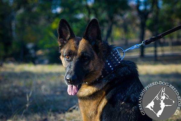 Stylish Dog Collar with Spikes and Studs for Comfortable Walking 