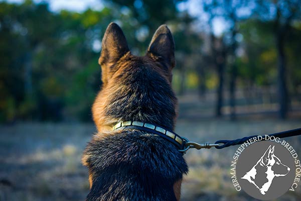 Unique Leather German-Shepherd Collar with Steel Old Brass Plated Massive  D-ring
