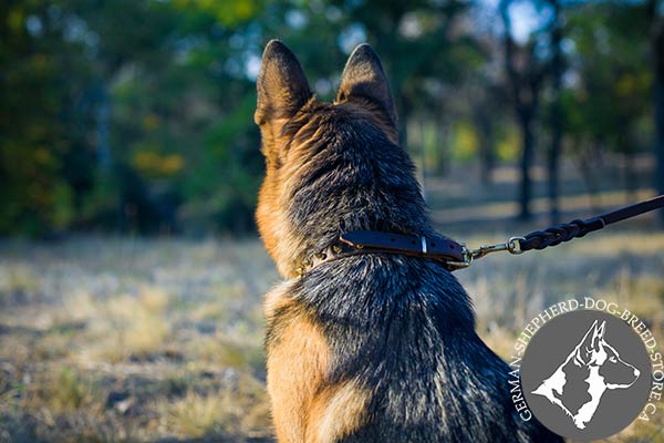 Spiked German-Shepherd Collar with Brass Rust-proof Hardware