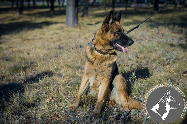 Perfect Design Leather Dog Collar for Stylish Walking