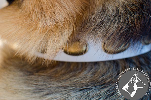 Vintage Oval Plates on White Leather Dog Collar