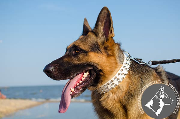 White Leather German-Shepherd Collar with Riveted Rust-proof Fittings