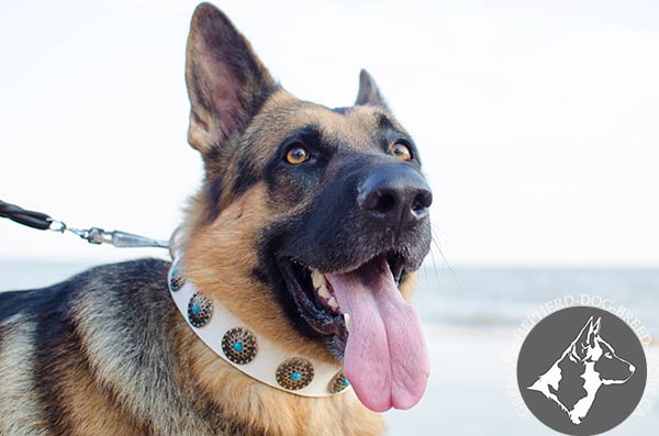 White German-Shepherd Collar with Silvery Brooches and Blue Stones