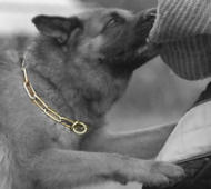 Curogan Fur Saver Dog Collar for German Shepherd Herm Sprenger