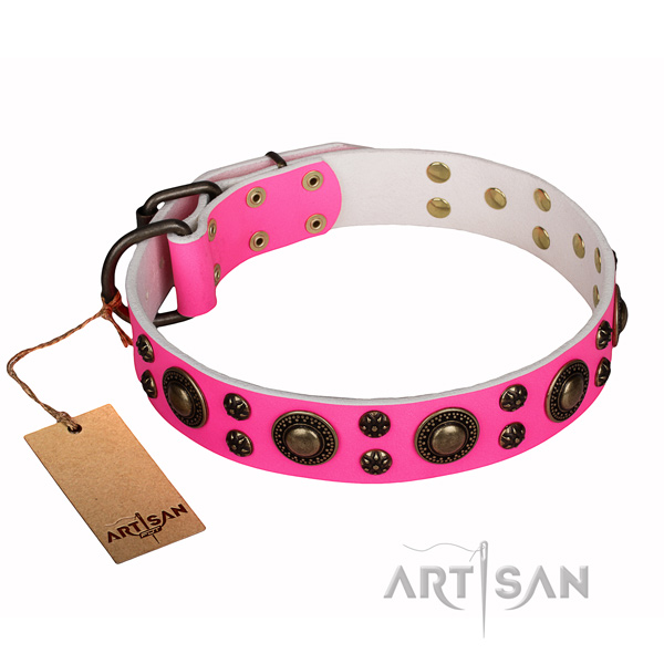 Fancy walking dog collar of top notch full grain genuine leather with embellishments