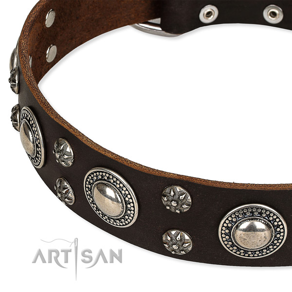 Everyday use studded dog collar of reliable leather