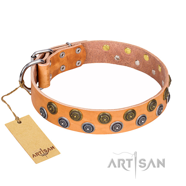 Walking dog collar of best quality full grain natural leather with studs