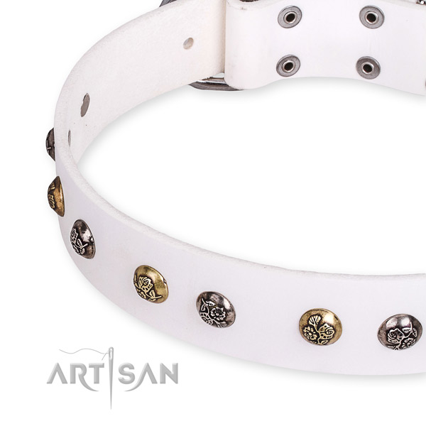 Full grain genuine leather dog collar with significant corrosion proof studs