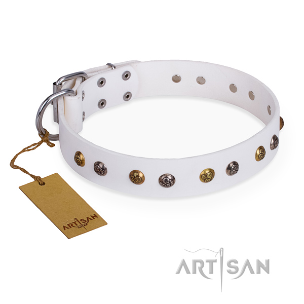 Everyday walking trendy dog collar with rust-proof fittings