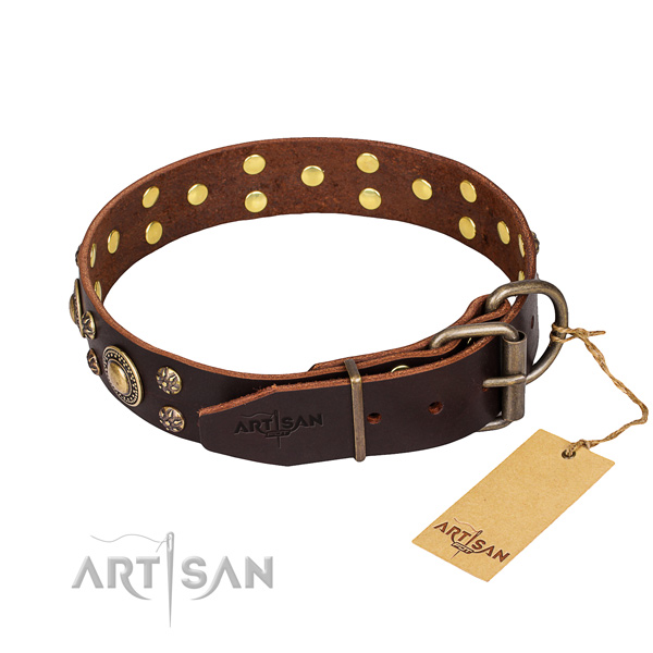 Comfy wearing decorated dog collar of top notch leather