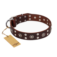 "Pirate Treasure" FDT Artisan Exciting Brown Leather German Shepherd Collar with Studs