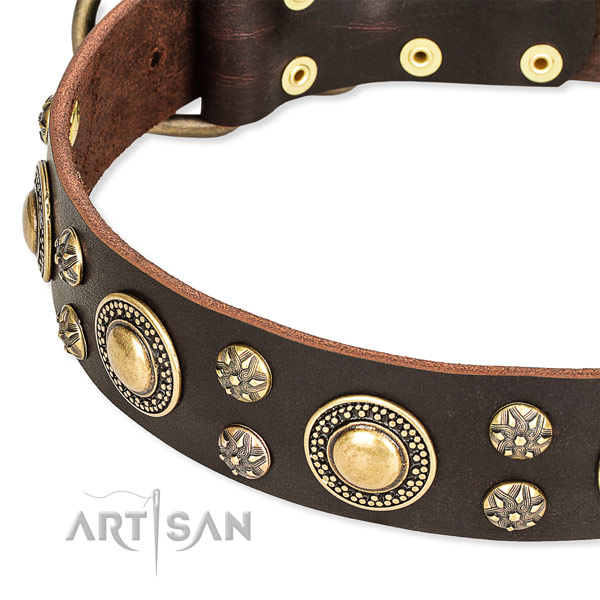 Basic training studded dog collar of strong genuine leather