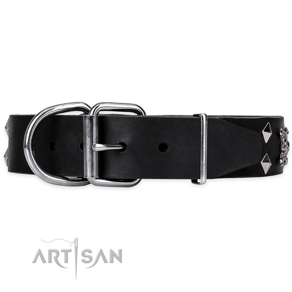 Comfy wearing embellished dog collar of top notch leather