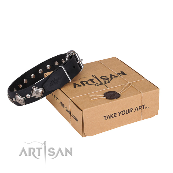 Daily walking dog collar of quality leather with studs