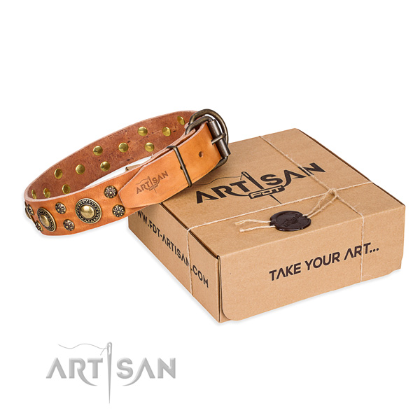 Everyday walking dog collar of strong full grain leather with studs