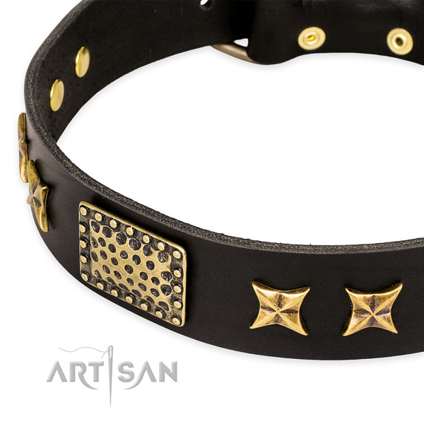 Leather collar with strong fittings for your impressive doggie
