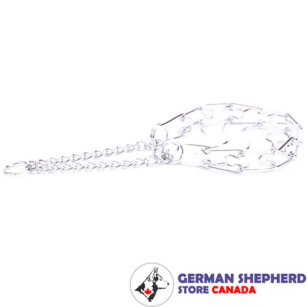 Chrome plated dog prong collar for disobedient dogs