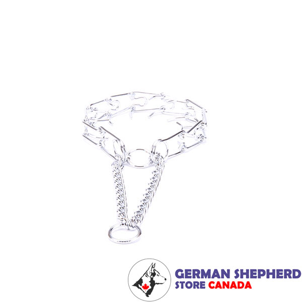 Dog prong collar of chrome plated steel for poorly behaved dogs