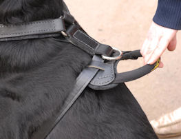 German-shepherd handle for harness