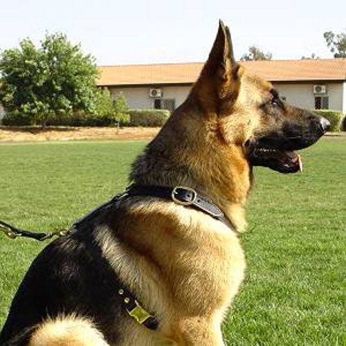 Comfortable Pulling Harness For Your German-Shepherd Dog