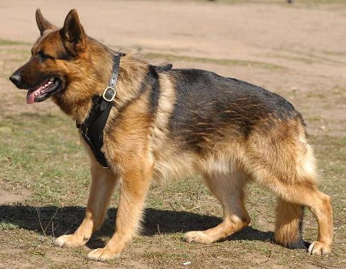 Every German-Shepherd Looks Perfectly In Our Comfy  Harness