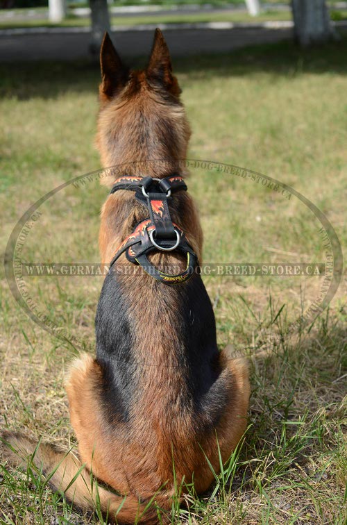 Hand Painted Leather Dog Harness on German-Shepherd
