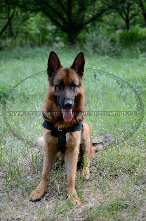 Walking Nylon German-Shepherd Harness with Quick Release Buckles