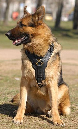 Leather German-Shepherd Dog Harness With Brass Fittings  For Everyday Use