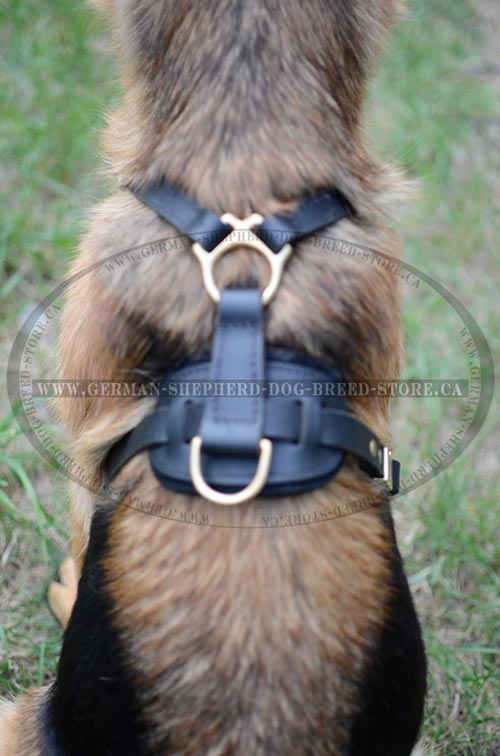 Leather Dog Harness with Strong Massive Brass Ring