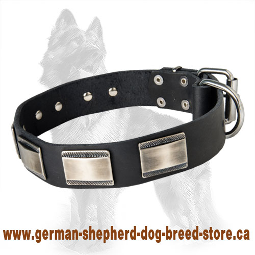 German Shepherd Buckled Leather Dog Collar with Carved Massive Nickel Plates