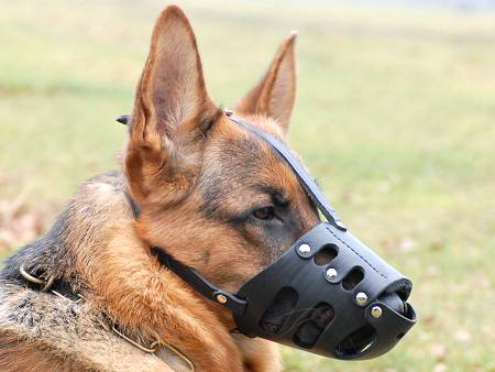 leather dog muzzle