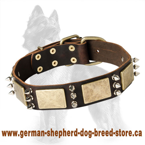 Leather Dog Collar with Old Brass Plates and Nickel Spikes