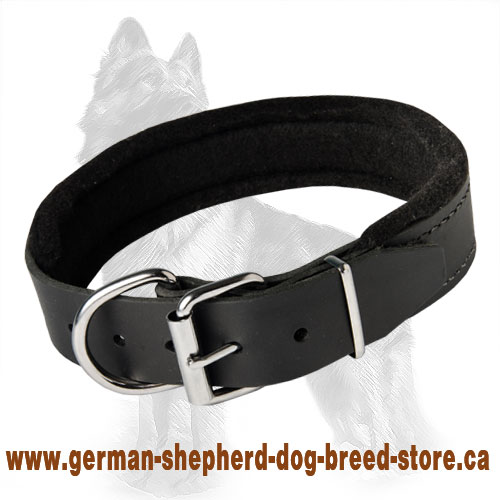 German Shepherd Dog Padded Collar 21'' /21 inch dog collar