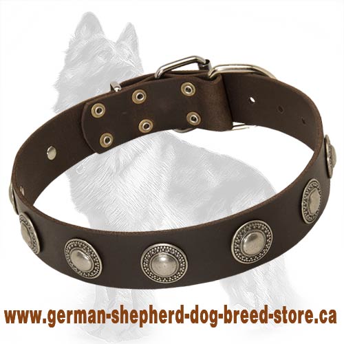 Gorgeous Wide Leather German Shepherd Collar with Silver Circles