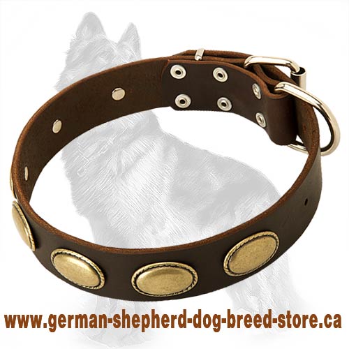German Shepherd Leather Dog Collar with Vintage Oval Brass Plates