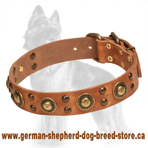 Leather German Shepherd Collar with Brass Studs and Circles
