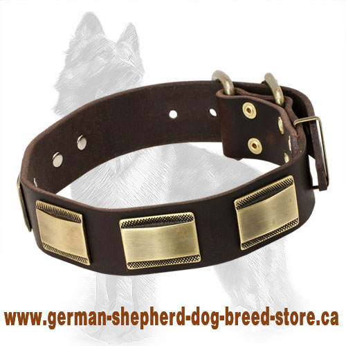 Leather German Shepherd Collar with Carved Brass Pates