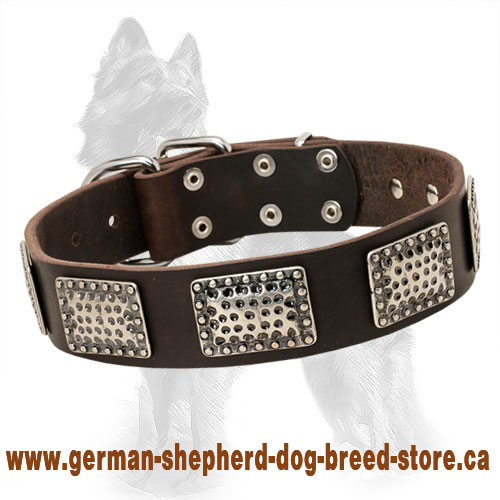 Leather German Shepherd Collar with Unusual Nickel Plates
