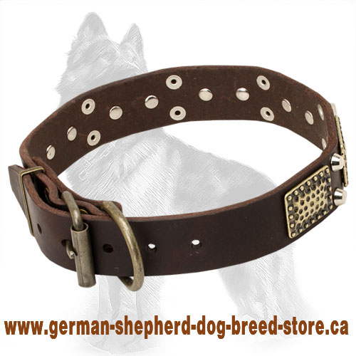 Leather German Shepherd Collar with Brass Plates and Nickel Pyramids