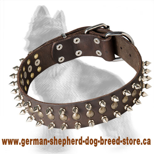 Leather German Shepherd Collar with Brass Studs and Nickel Spikes