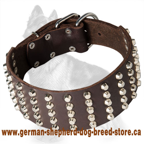 Wide Leather German Shepherd Collar with Nickel Plated Cones