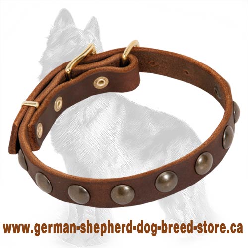 German Shepherd Leather Dog Collar with Brass Half-Ball Studs