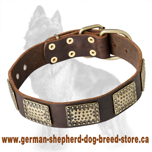 German Shepherd Leather Dog Collar with Embossed Massive Brass Plates