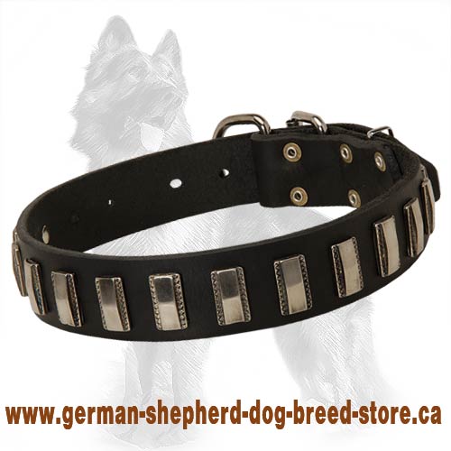 German Shepherd Leather Dog Collar with Slim Carved Nickel Plates