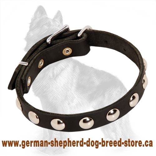 German Shepherd Leather Dog Collar with Nickel Half-Ball Studs