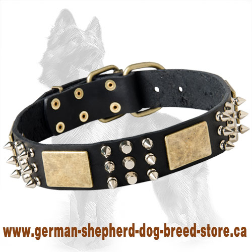 German Shepherd Spiked Leather Dog Collar with Old Brass Plates