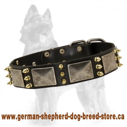 German Shepherd Spiked Leather Dog Collar with Old Nickel Plates - Click Image to Close