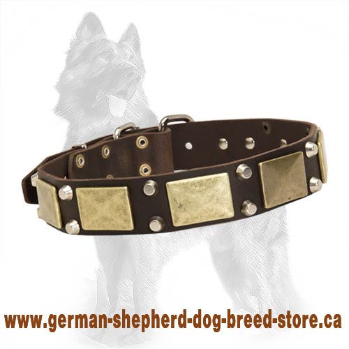 German Shepherd Studded Leather Dog Collar with Old Brass Plates