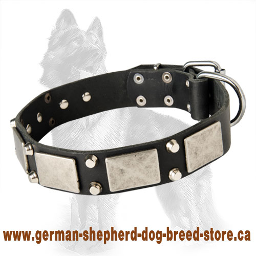 German Shepherd Studded Leather Dog Collar with Old Nickel Plates
