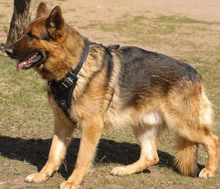 Leather Agitation Dog Harness for German Shepherd - Training Dog Harness